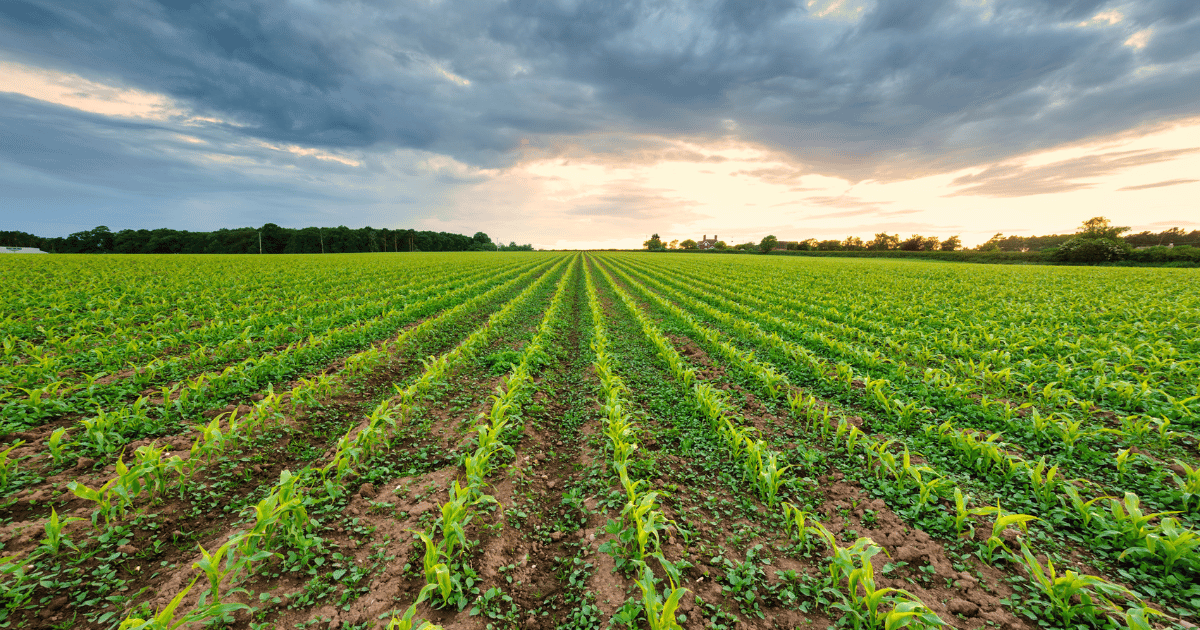 Crop Yield Prediction